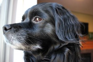 A close-up of a black dog's face and grey beard. 