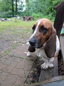 A basset hound perched on the steps in a forest setting. 