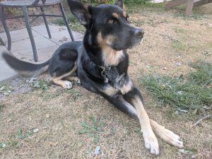 A german shepherd dog sits on rough grass cross legged.