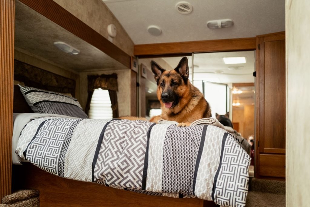 RVing with pets Hudson & Rex trailer