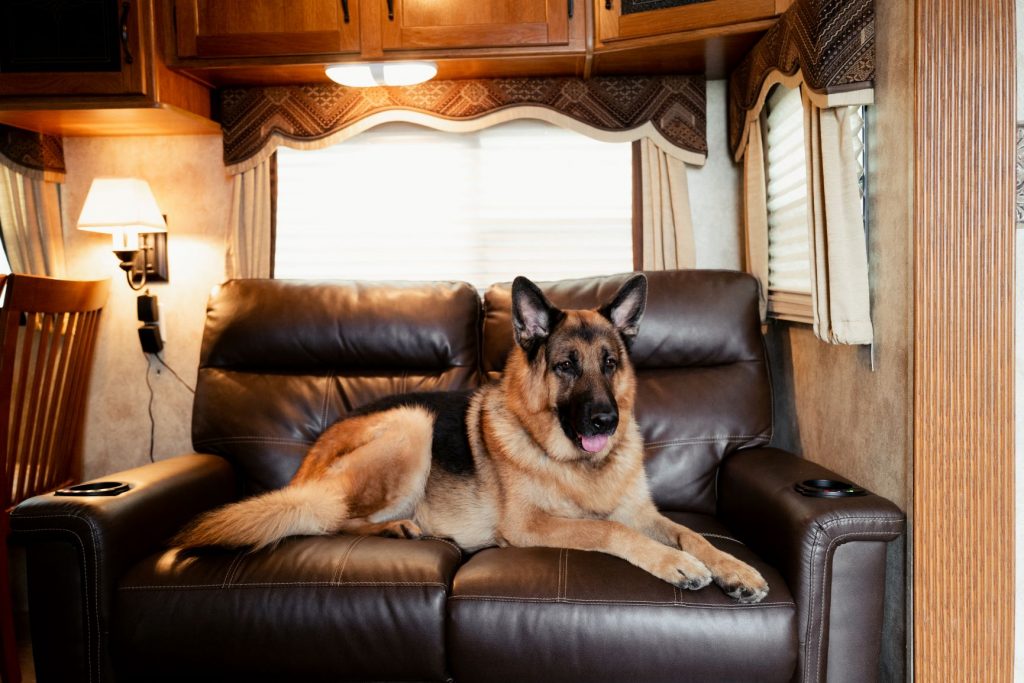 RV with pets Hudson & Rex trailer