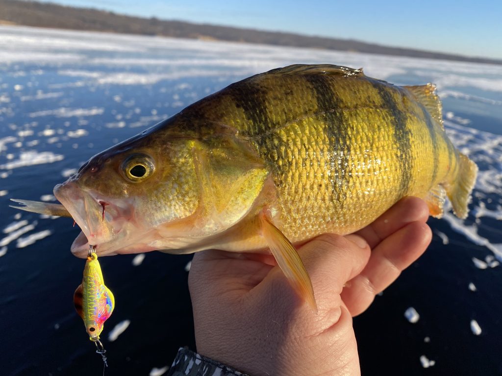 Top 5 Perch Ice Fishing Lures 