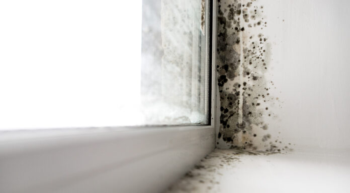 Mold in an RV