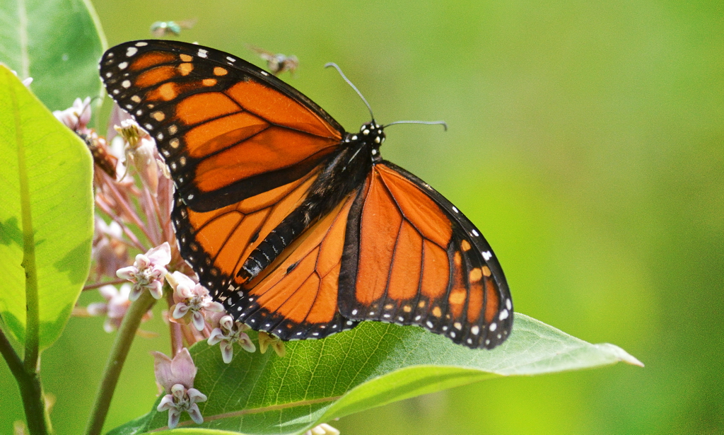 Monarch Butterfly - photo courtesy Ontario Parks